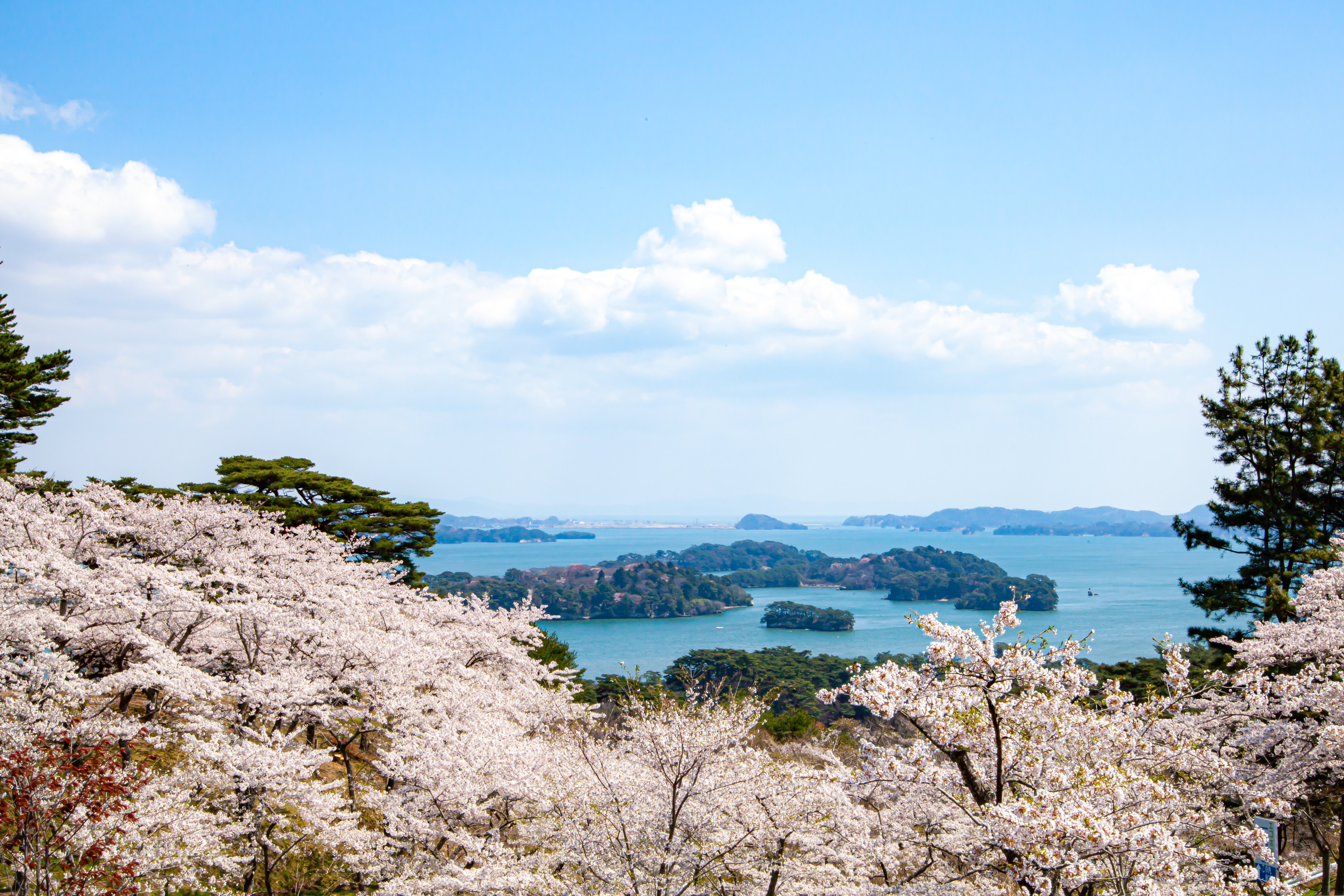 桜特集 特集 観光情報サイト 宮城まるごと探訪