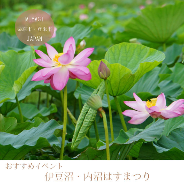 伊豆沼・内沼はすまつり