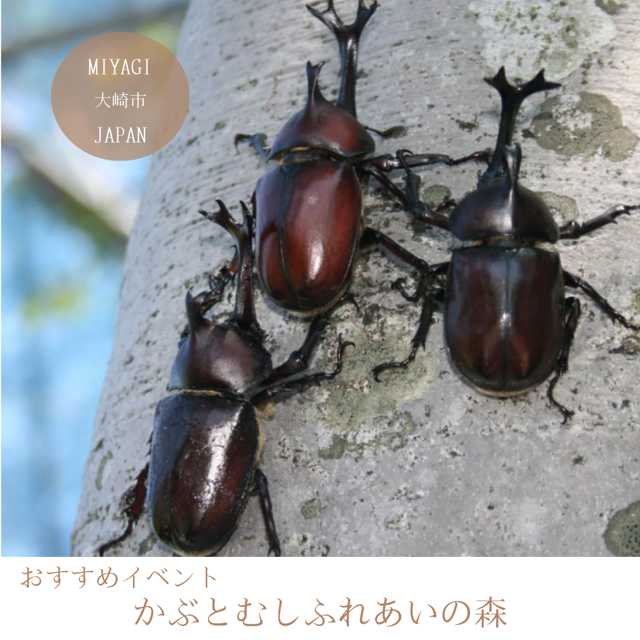 かぶとむしふれあいの森