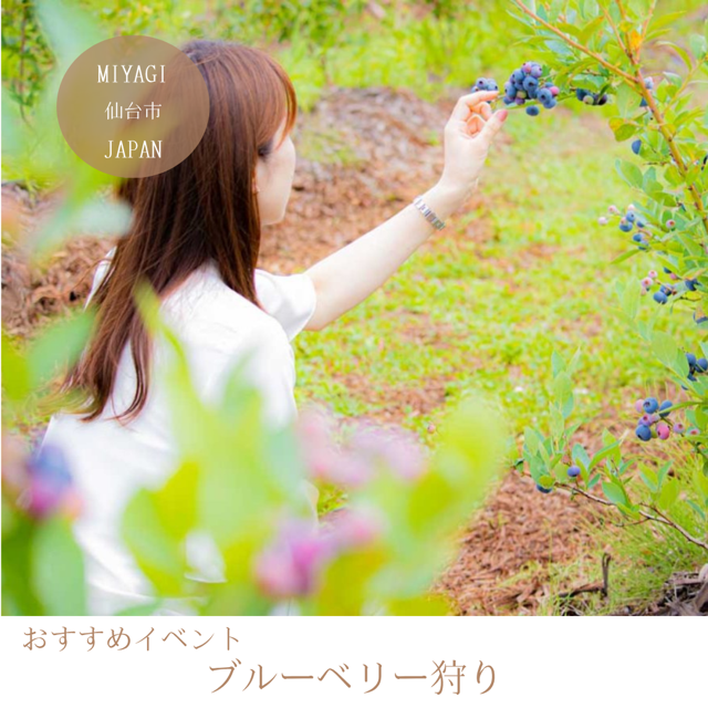 ブルーベリー狩り
