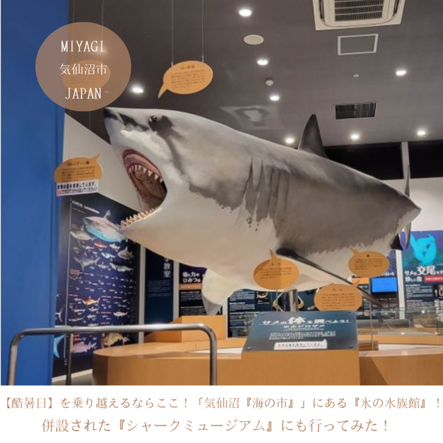 【酷暑日】を乗り越えるならここ！「気仙沼『海の市』」にある『氷の水族館』！併設された『シャークミュージアム』にも行ってみた！